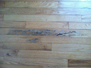 water damage, hardwood-floor